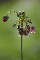 Sicilian honey garlic, Nectaroscordum siculum.