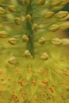 Foxtaillily, Eremurus stenophyllus.