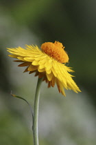 Everlastingflower, Xerochrysum bracteatum.