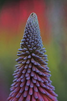 Mauve, Flower.