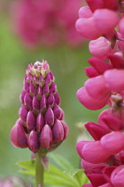 Lupin, Lupinus.