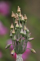 Nectaroscordum, Nectaroscordum siculum bulgaricum.