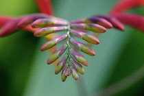 Crocosmia.