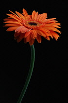 Gerbera.