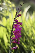 Gladiolus, Field gladiolus, Gladiolus.