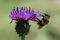 Knapweed, Centaurea nigra.