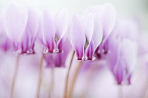 Cyclamen, Cyclamen hederifolium.