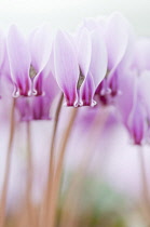 Cyclamen, Cyclamen hederifolium.