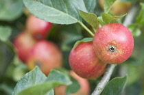 Apple, Malus domestica 'Gala'.