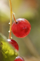Currant, Redcurrant, Ribes rubrum.
