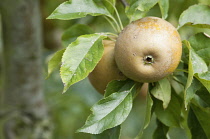 Apple, Malus domestica 'Egremont Russet'.