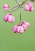 Spindle Tree, Euonymus hamiltonianus subsp sieboldianus 'Red Elf'.