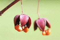 Spindle Tree, Euonymus planipes 'Sancho'.