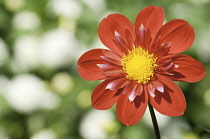 Dahlia, Dahlia 'Trelyn Crimson'.