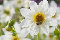 Dahlia, Dahlia 'Suzanne'.