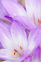 Crocus, Colchicum 'Antares', Autumn Crocus, close-up showing stamen.