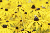 Rudbeckia fulgida, Coneflower / Black-eyed Susan.