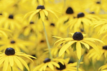 Rudbeckia fulgida, Coneflower / Black-eyed Susan.