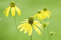 Rudbeckia fulgida, Coneflower / Black-eyed Susan.