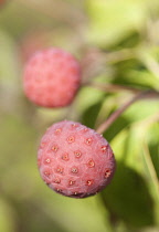 Dogwood, Flowering, Cornus kousa 'Wieting's select'.