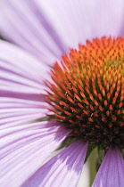 Echinacea, Purple coneflower, Echinacea purpurea 'Magnus'.