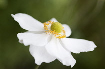 Anemone, Japanese anemone, Anemone x hybrida 'Honorine Jobert'.