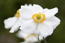 Anemone, Japanese anemone, Anemone x hybrida 'Honorine Jobert'.