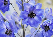 Delphinium, Delphinium 'After Midnight'.