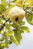 Quince, Cydonia oblonga 'Bereczcki'.