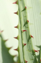 Aloe, Aloe glauca.
