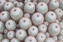 Cactus, Pincushion cactus, Mammillaria bombycina.