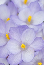 Crocus, Autumn crocus, Crocus goulimyi.