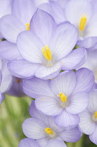 Crocus, Autumn crocus, Crocus goulimyi.