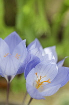 Crocus, Crocus leichtlinii.