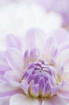 Dahlia, Dahlia 'Crystal Beauty'.