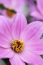 Dahlia, Dahlia 'Magenta Star'.