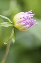 Dahlia, Dahlia 'Maiko Girl'.