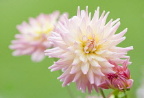 Dahlia, Dahlia 'Melody Gipsy'.