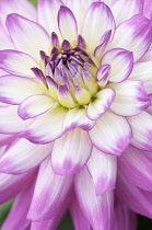 Dahlia, Dahlia 'Veracruz'.