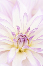 Dahlia, Dahlia 'Maiko Girl'.