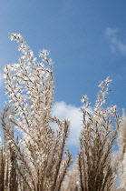 Miscanthus, Chinese silver grass, Miscanthus sinensis 'Undine'.