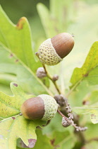 Oak, Caucasian, Caucasian Oak, Quercus Macranthera.