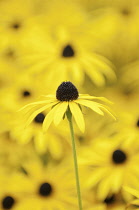 Coneflower, Black-eyed Susan, Rudbeckia fulgida var. deamii.