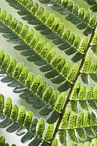 Fern, Pteridium aquilinum.