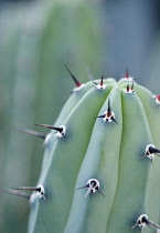 Cactus, Echinopsis.