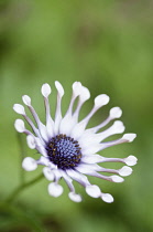 Osteospermum, Osteospermum 'Whirligig'.