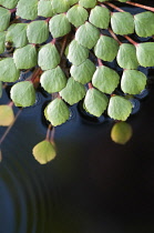 Mosaicflower, Ludwigia sedioides.