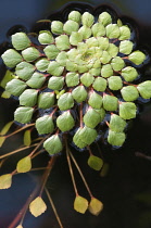 Mosaicflower, Ludwigia sedioides.