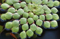 Mosaicflower, Ludwigia sedioides.