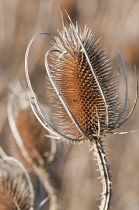 Teasel, Dipsacus fullonum.